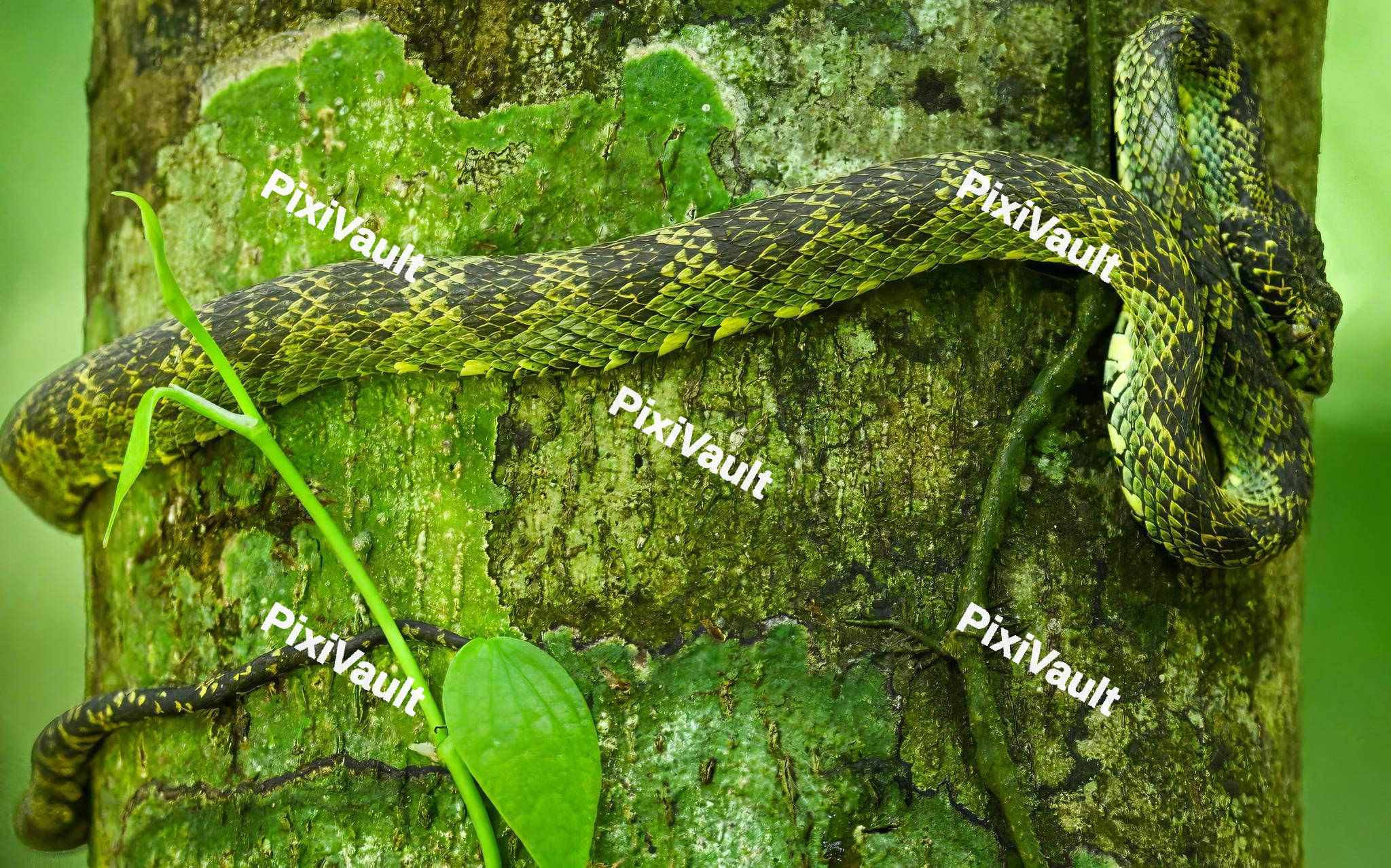 Green Python